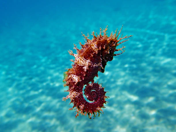 istock Mediterranean Seahorse - Hippocampus guttulatus 1159240441