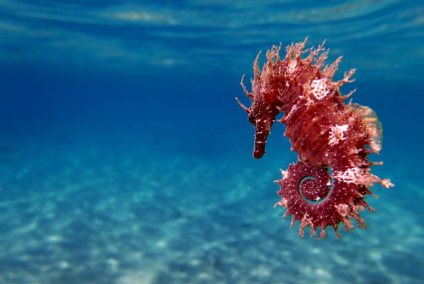 istock Mediterranean Seahorse - Hippocampus guttulatus 1159240445