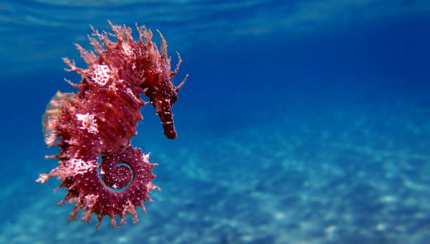 istock Mediterranean Seahorse - Hippocampus guttulatus 1159240450