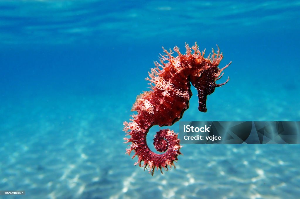 Mediterranean Seahorse - Hippocampus guttulatus Seahorse Stock Photo