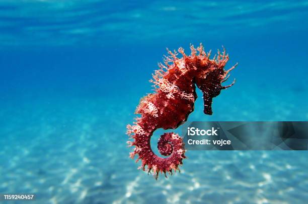 Mediterranean Seahorse Hippocampus Guttulatus Stock Photo - Download Image Now - Seahorse, Sea, Underwater