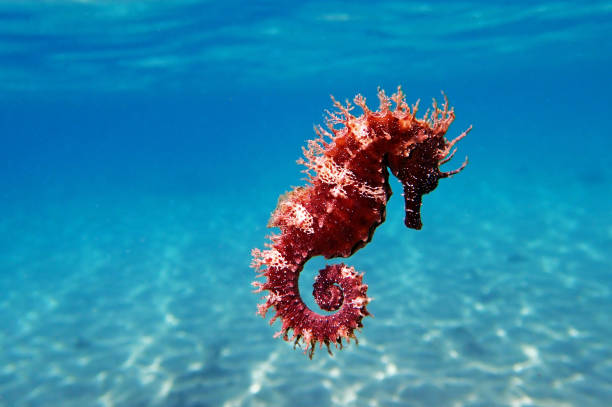 seahorse mediterrâneo-guttulatus do hippocampus - nature macro reef animal - fotografias e filmes do acervo