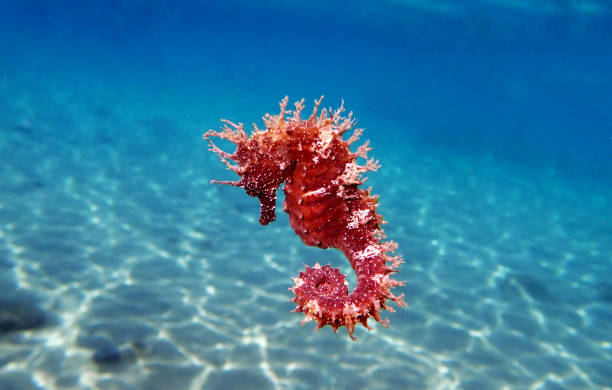 mediterranean seahorse - hippocampus guttulatus - snouted imagens e fotografias de stock