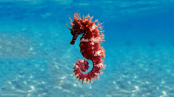 mediterranean seahorse - hippocampus guttulatus - snouted imagens e fotografias de stock