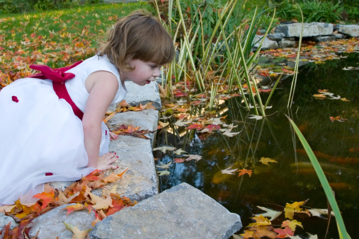 Cute little girl in a brides maid dress gazes at gold fish in a fish pond.
