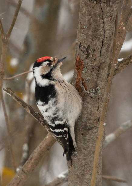 istock Lesser spotted woodpecker (Dryobates minor) on the tree 1159242978