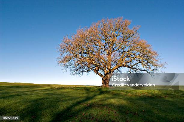 Carvalho No Inverno - Fotografias de stock e mais imagens de Campo agrícola - Campo agrícola, Carvalho, Crescimento