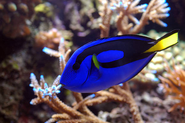 istock blue tang, Paracanthursus hepatus 115924787