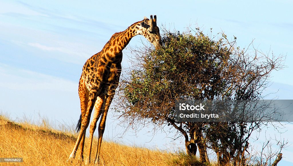 Girafa comer folhas, de Serengeti National Park, Tanzânia. - Royalty-free Alto - Descrição Física Foto de stock