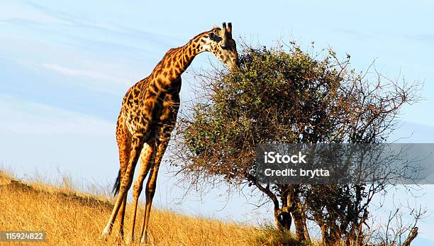 Жираф Ест Листья Национальный Парк Серенгети Танзания — стоковые фотографии и другие картинки Африка