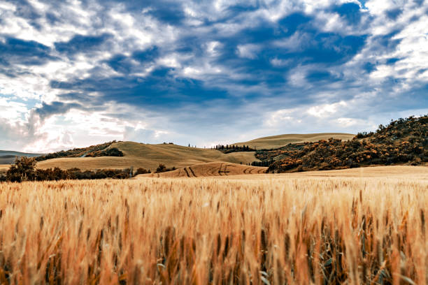 Sunny landscape from Val d'Orcia