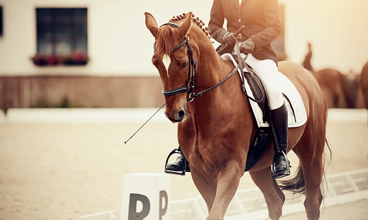 Equestrian sport. Portrait sports red stallion in the double bridle. Dressage of horses in the arena.