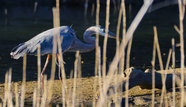 istock A Great Blue Heron Hides Behind Marsh Reeds 1159251142