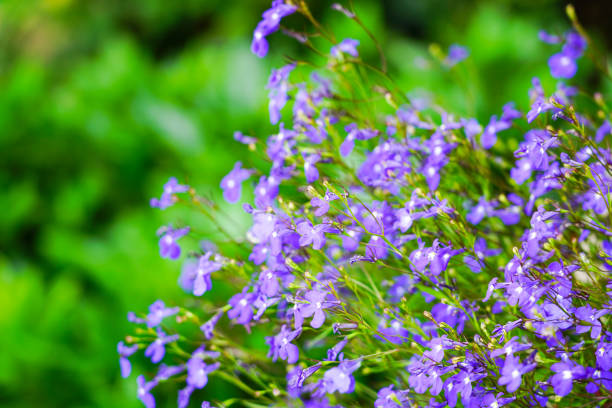 blue lobelia flowers on green blurred background, selective focus