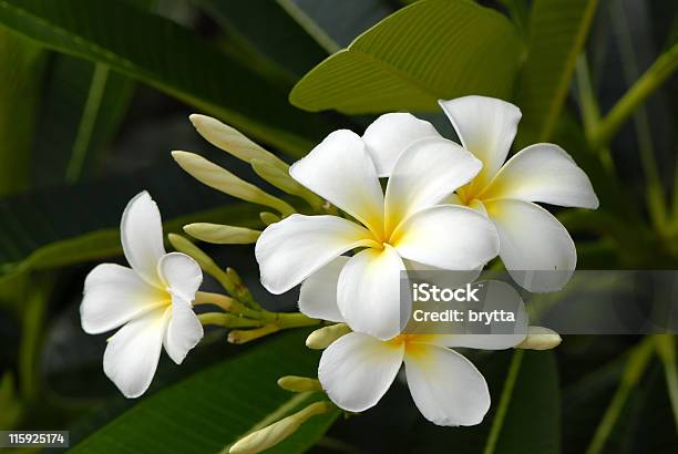 Plumeria Kwiaty - zdjęcia stockowe i więcej obrazów Plumeria - Plumeria, Bez ludzi, Biały