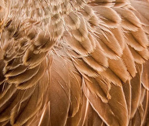 Photo of Brown Feather Background