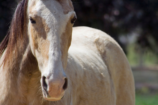 A close up of a buckskin Tennessee Walking Horse.