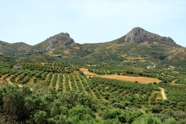 istock Olive plantations Crete ,Greece, Europe 1159255737