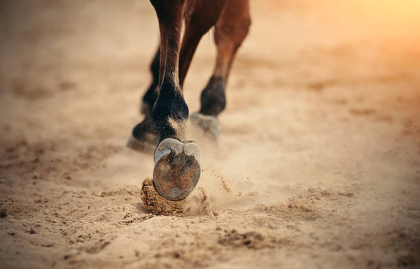 istock Dust under the horse's hooves. 1159255852