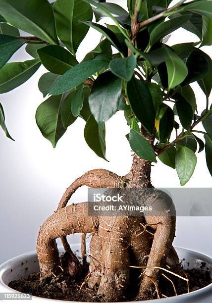 Ginseng Ficus Ficus Retusa Foto de stock y más banco de imágenes de Ginseng - Ginseng, Higuera, Árbol