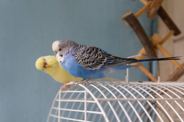 istock Two parrots are sitting on the cage. Birds 1159258880