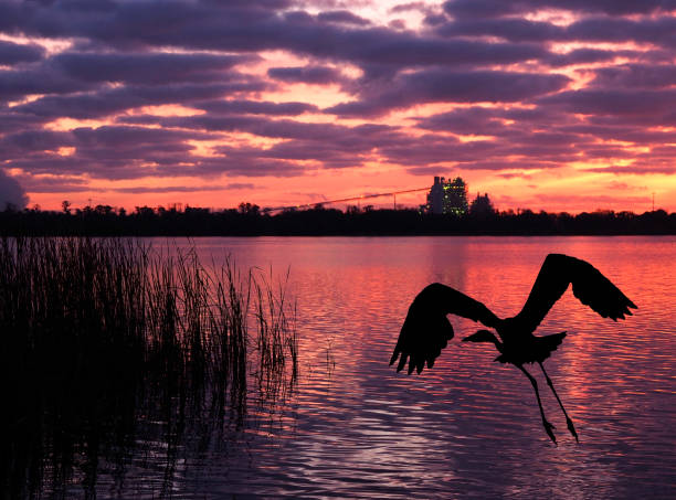 Great Blue Heron Takes Off as the Sun Rises Over the Lake Great Blue Heron Flies from the Lake Shore as the Sun Rise on a Florida Power Plant heron photos stock pictures, royalty-free photos & images