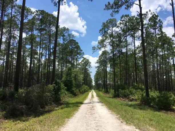 Sand road running through tall pine forest with Saw Palmetto dominating the understory. Photo taken in the Osceola national Forest in North Florida with iPhone 6S Plus.