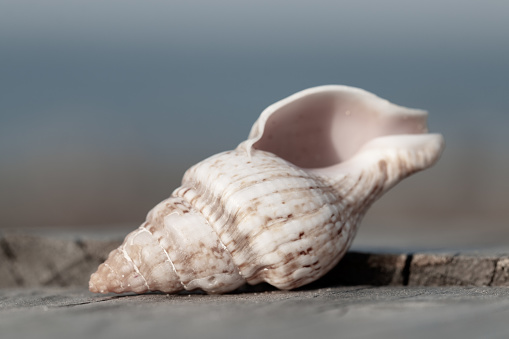 Closeup of sea shells on a background of blue sky.