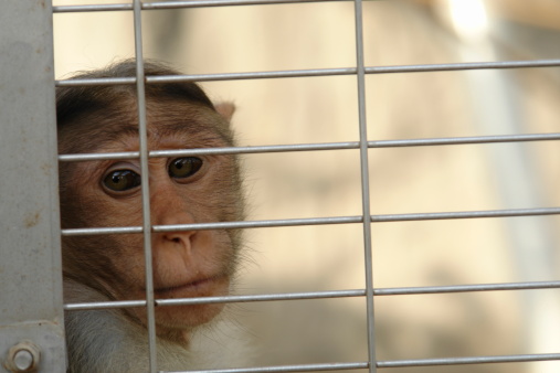 Portrait of a sad looking monkey behind the zoo cage.
