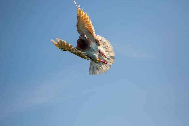 istock mealy feather homing pigeon flying against clear blue sky 1159262610