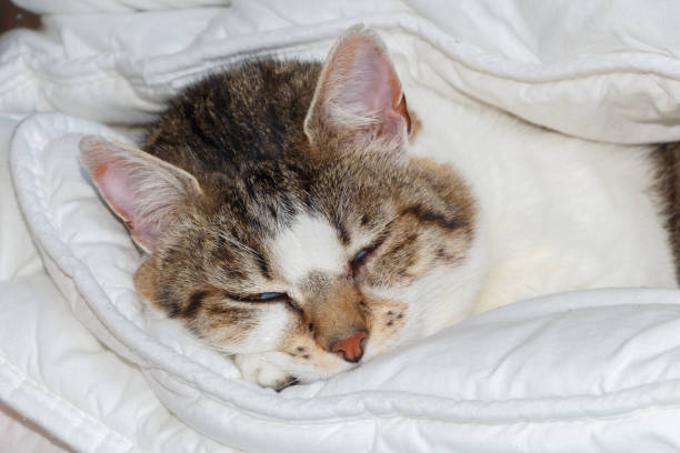 istock Tabby cat sleeping in a duvet 1159267683