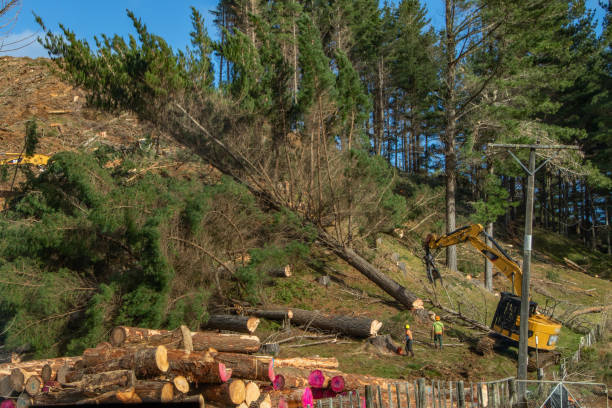 Timber Falling 990+ Forestry Nz Stock Photos, Pictures & Royalty-Free Images - iStock