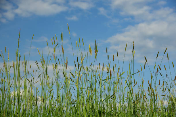 istock Grass in front of the sky 1159268875