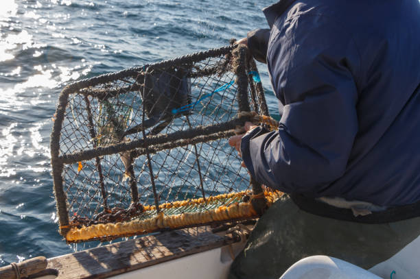 istock Fisherman bringing back lobster pot in a boat 1159270411