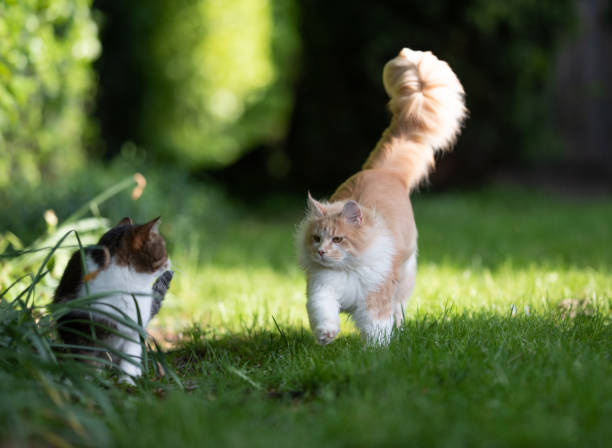istock cats in garden 1159270484