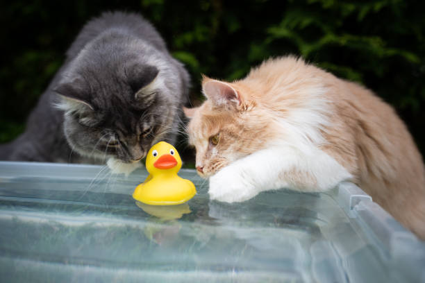 庭の猫 - water toy ストックフォトと画像