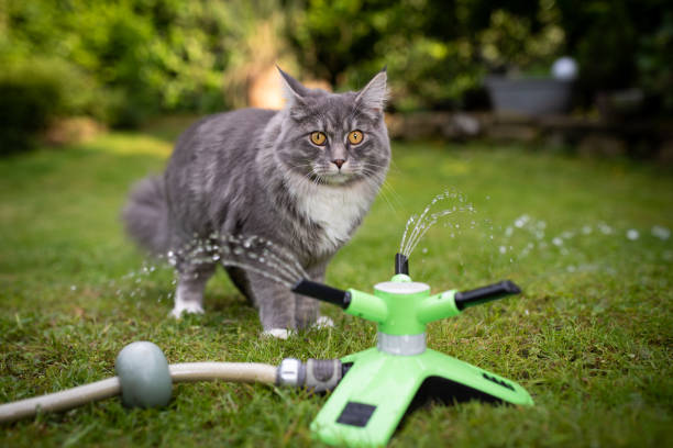 istock cat in garden 1159272161