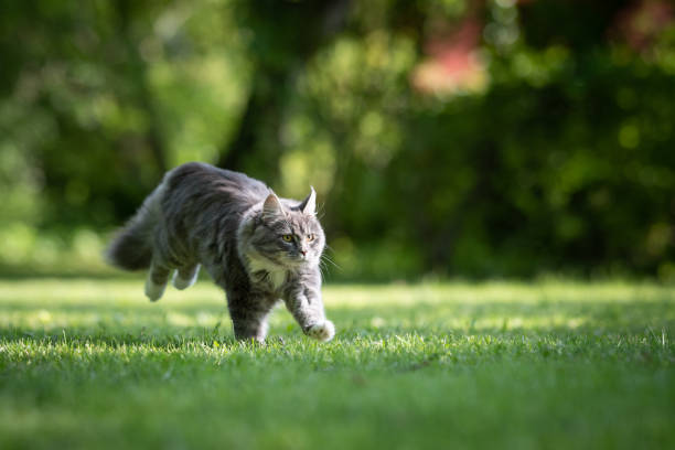 istock cat in garden 1159272165