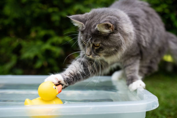 cat in garden blue tabby maine coon kitten outdoors in the garden playing  with swimming rubber duck trying to catch it cat water stock pictures, royalty-free photos & images