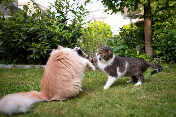 istock cats in garden 1159272359