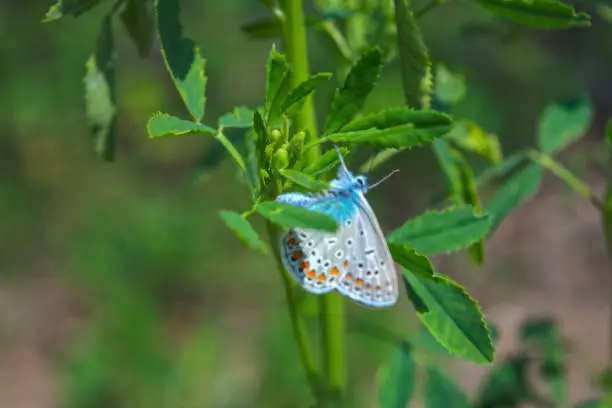 Polyommatus amandus, the Amanda's blue butterfly. Common blue butterfly in nature.