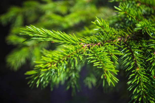 istock A branch of spruce with young needles on a blurred green background. 1159273272