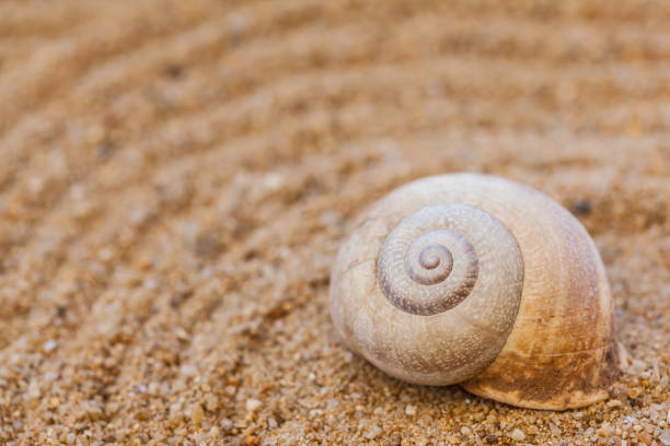 istock Sea shells with sand as background and holiday concept 1159273468