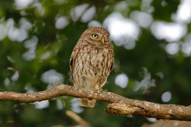 istock The little owl 1159274290