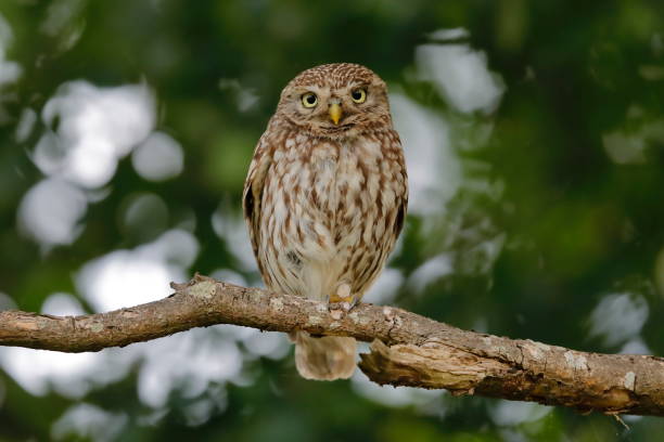 istock The little owl 1159274322