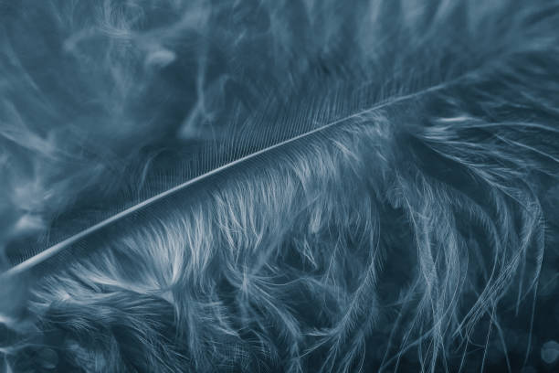 istock Gentle magical blue background with feather. Macro photo 1159274500