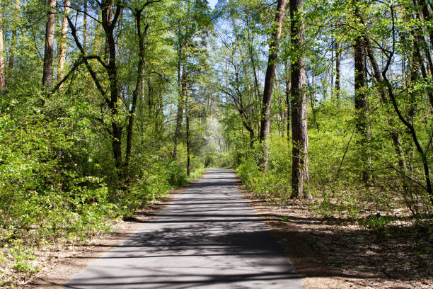 istock Trees with foliage in the forest. There is a road between the trees. 1159275439