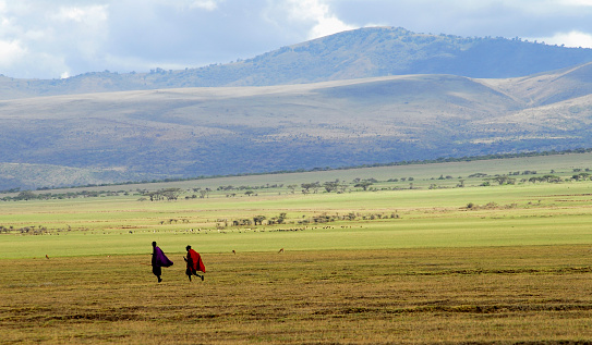 Masai warriors going home