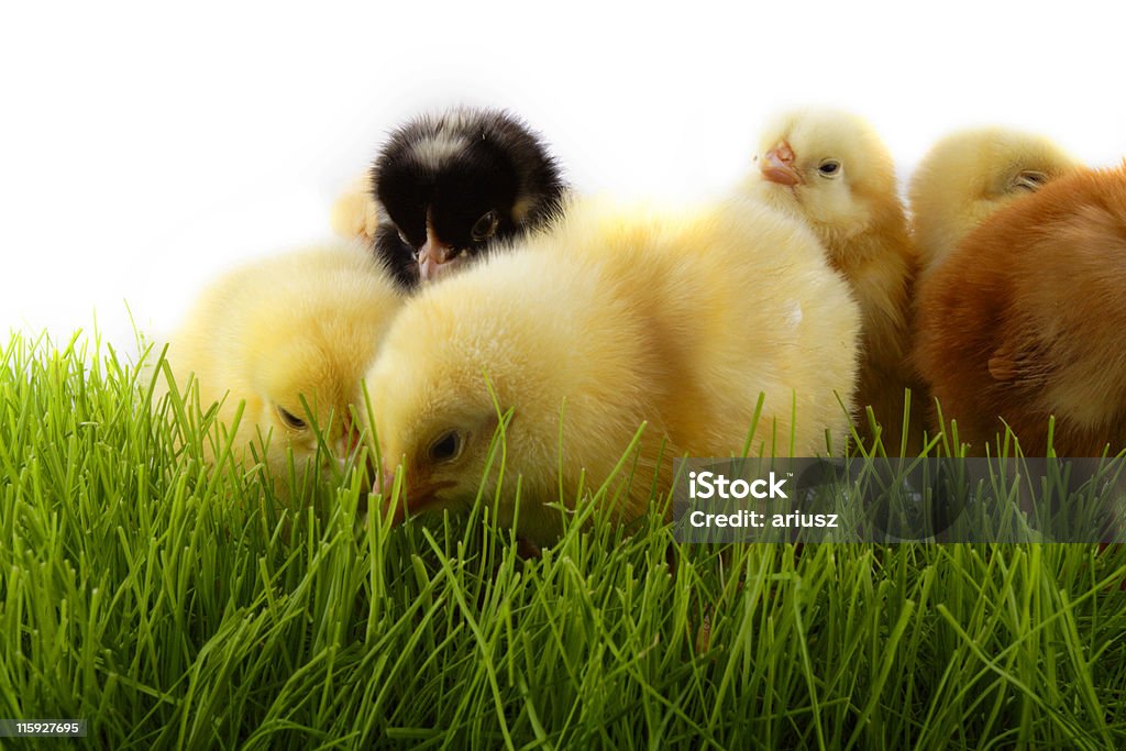 chickens Easter chickens. Yellow chickens' gang Animal Stock Photo