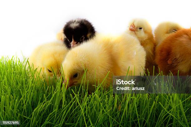 Chickens Stock Photo - Download Image Now - Animal, April, Art And Craft